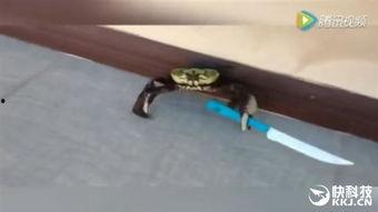 吃瓜爆料刀小刀,揭秘娱乐圈幕后真相